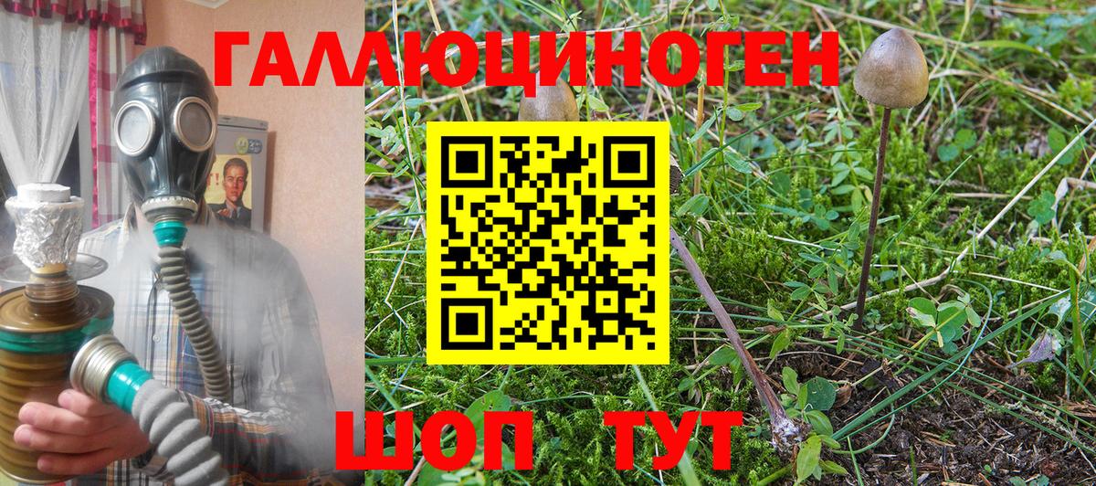 Псилоцибиновые грибы Psilocybine cubensis Чернушка